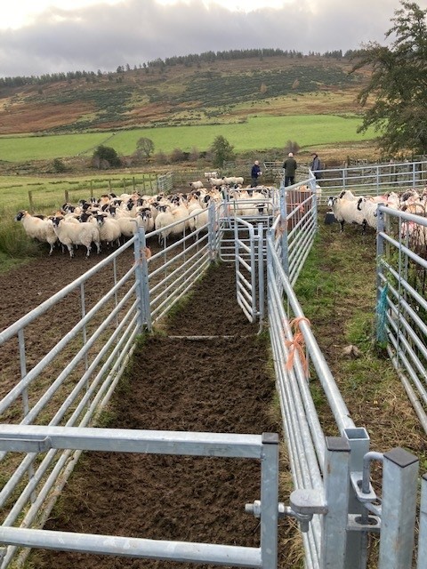 Capital Grants: 50% Spent