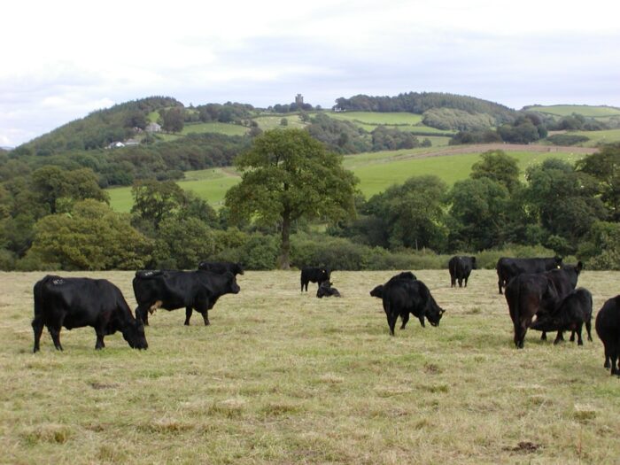Sustainable Farming Scheme: Wales – Aug ’25