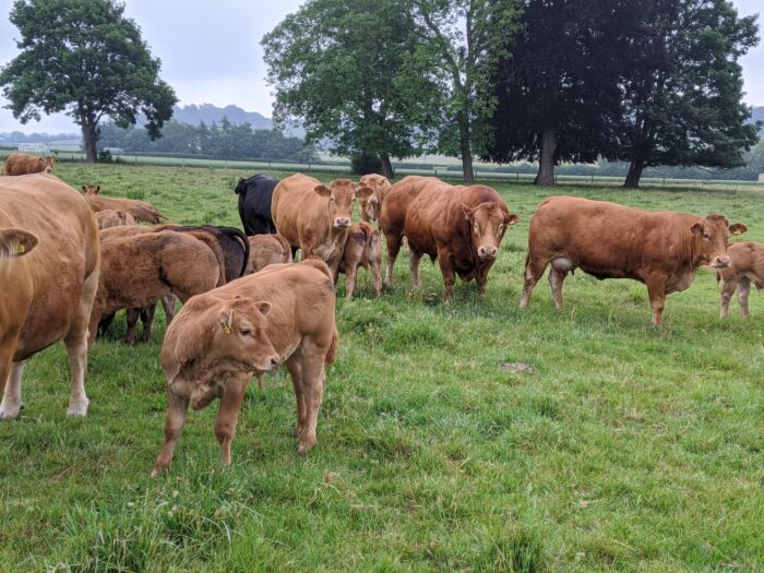 Meadow Farm – Oct ’25