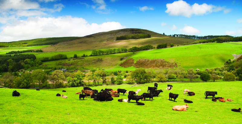 Scottish Policy Update