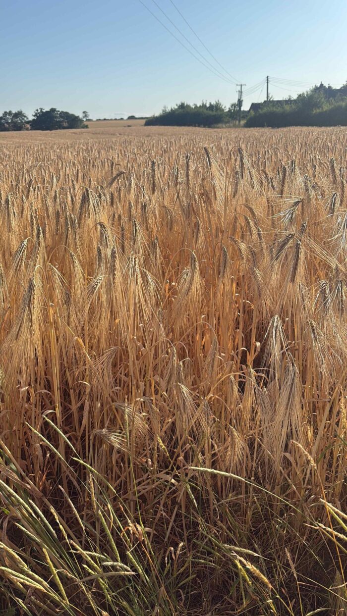 Grain Market Update – Oct ’25