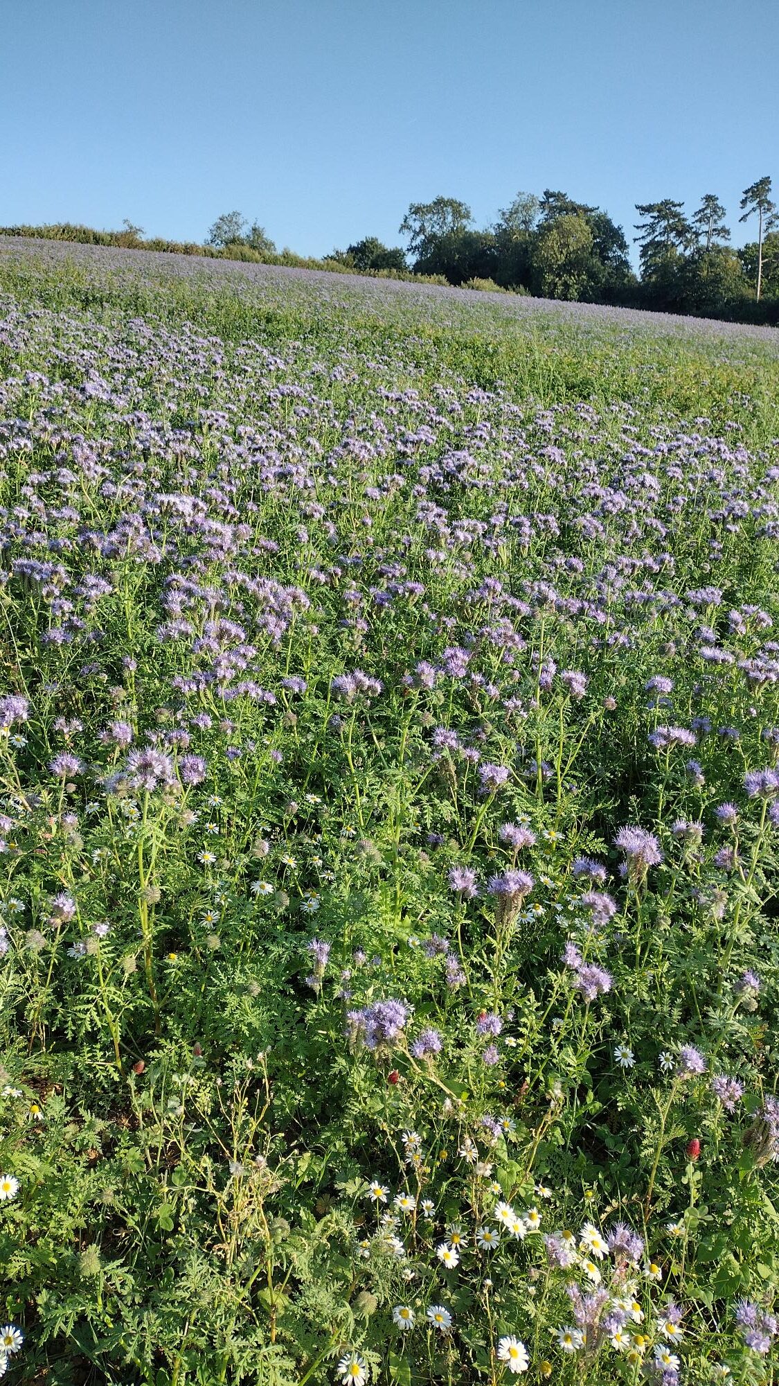 CS Mid Tier Extensions