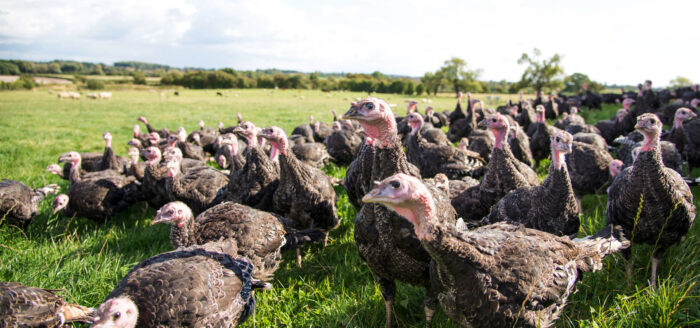 Poultry Biosecurity Reviews
