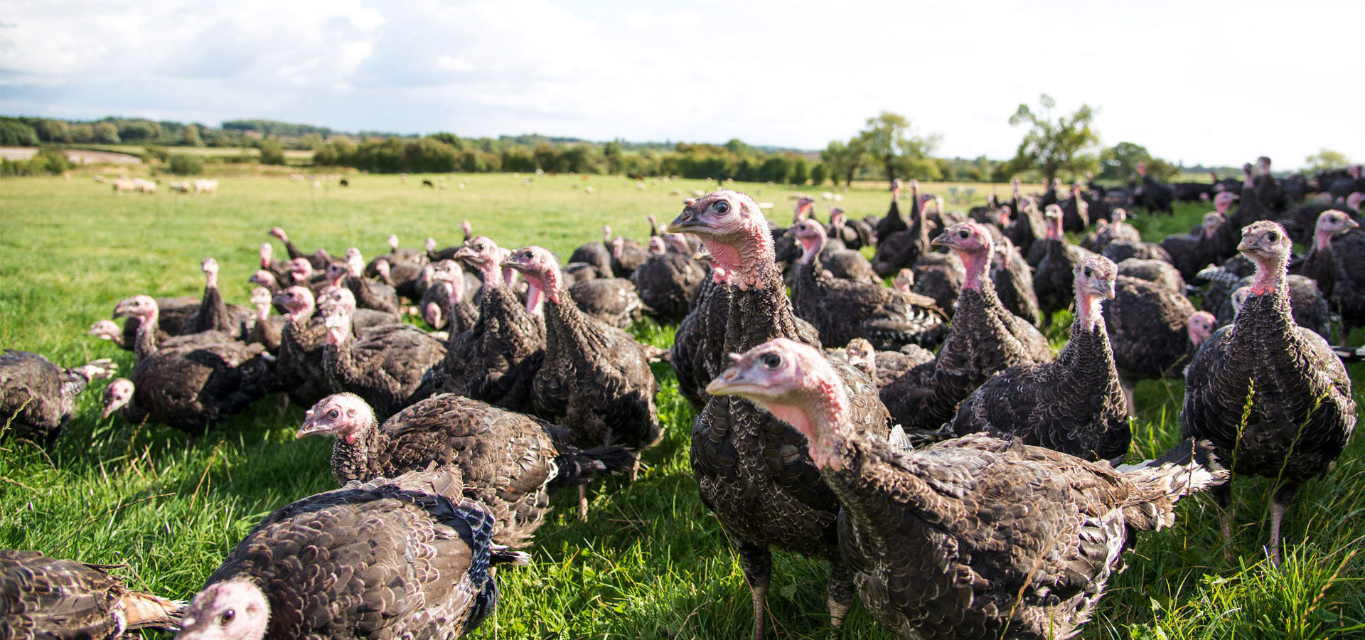 Poultry Biosecurity Reviews