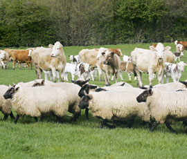 Beef & Lamb Markets May ’26