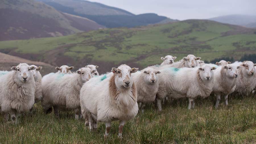 British Wool