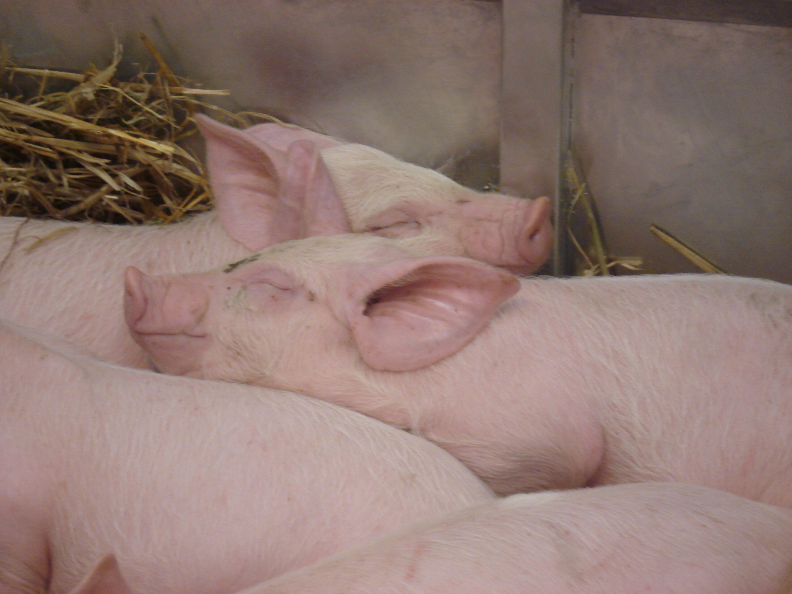 Scottish Pig Support