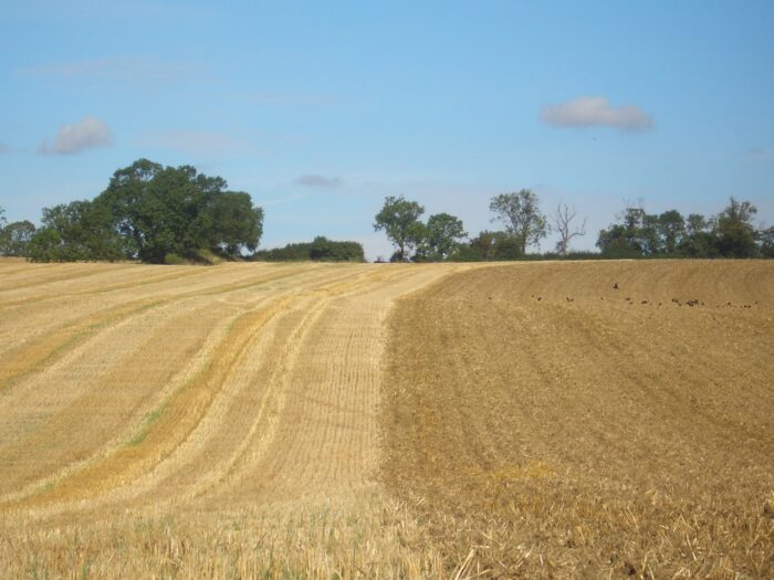 Harvest Wrap-up Sept 26