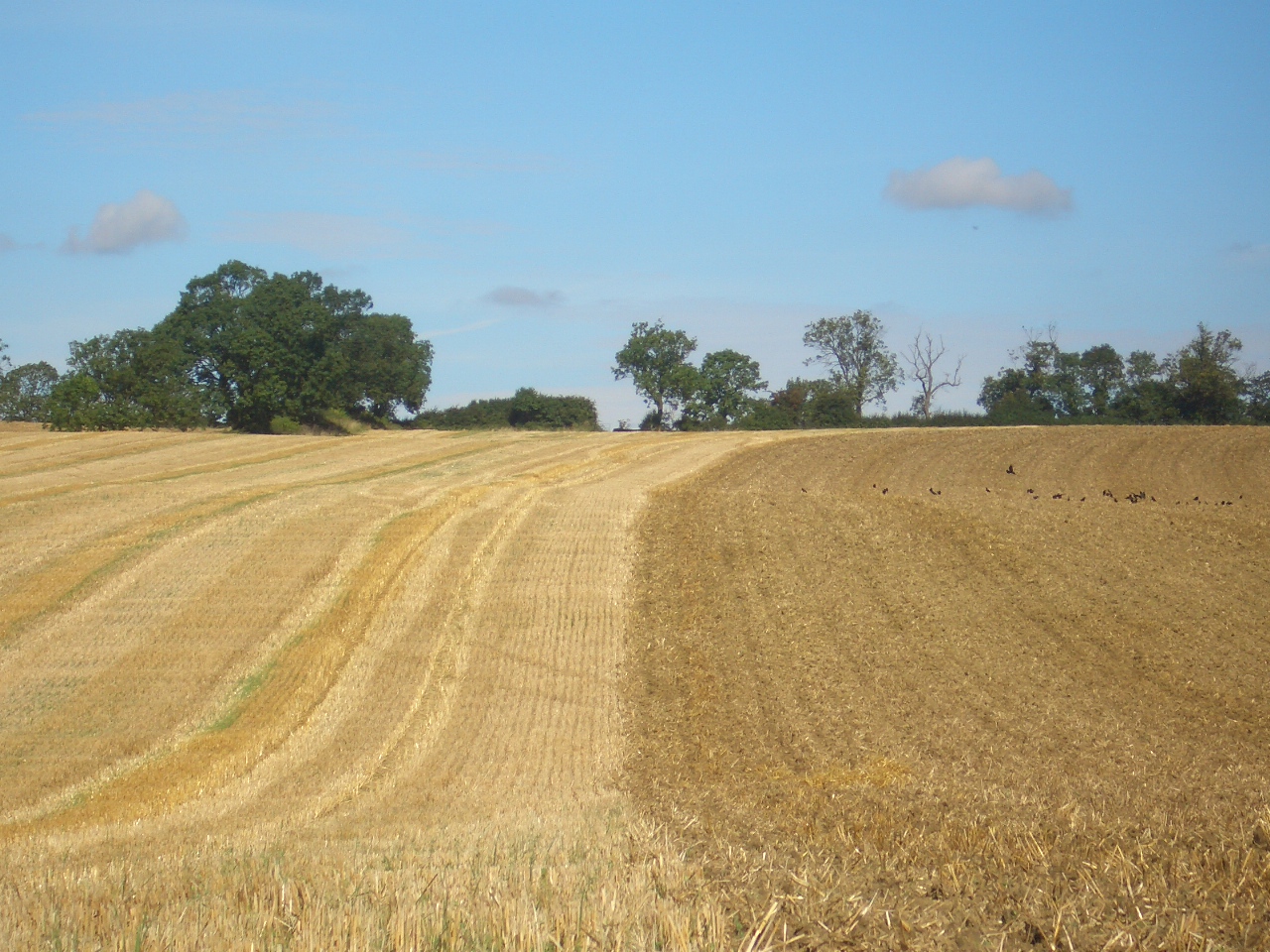 Harvest Wrap-up Sept 26