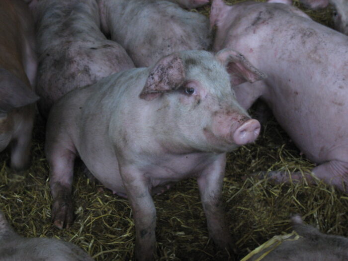 Pig Slaughter